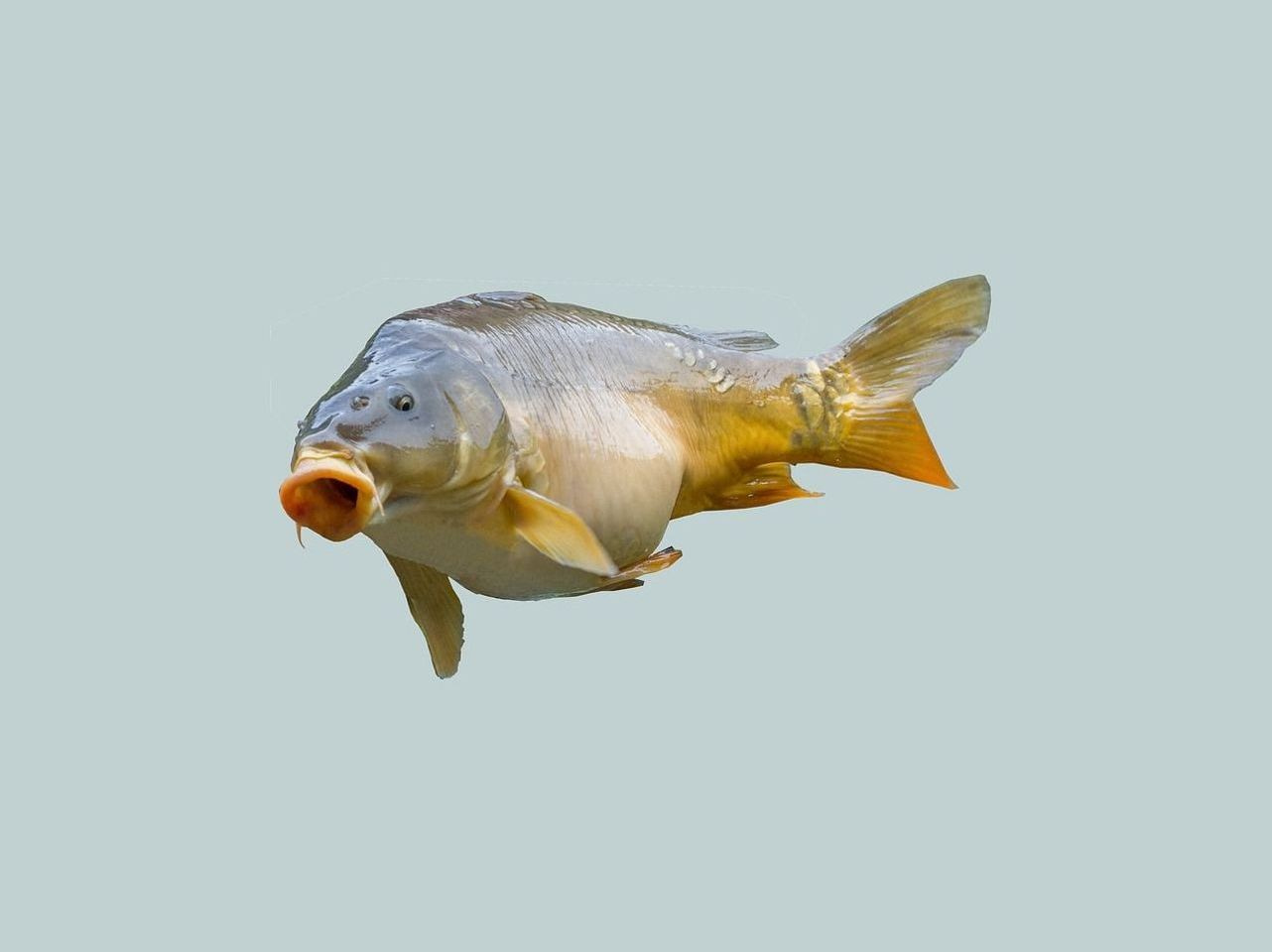 Señales de actividad de peces bajo hielo